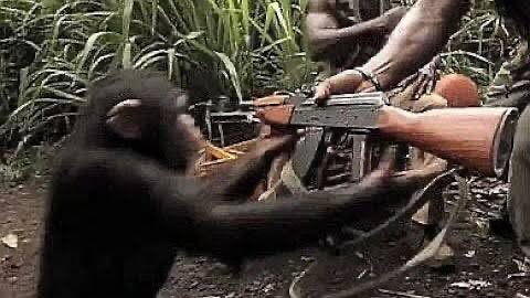 A baby chimpanzee playfully reaches for an AK-47 rifle held by a person in a jungle setting, evoking themes of innocent curiosity meeting dangerous weaponry. The image humorously mirrors the post's message, suggesting that launching a stablecoin as your first DeFi product is like arming a baby chimp with a powerful, high-risk weapon.