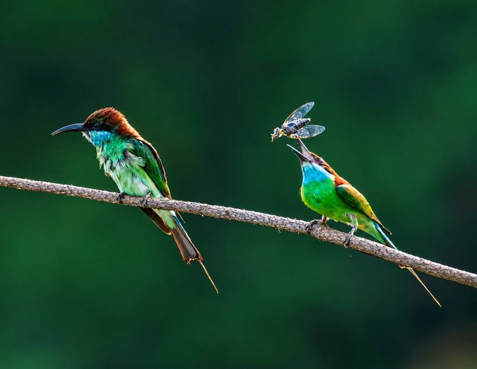 Two colorful bee-eater birds perched on a branch, with one bird catching a dragonfly in its beak against a green background.