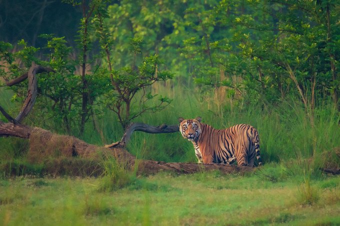 A tiger crouching behind a fallen log in a lush green forest, looking directly at the camera.