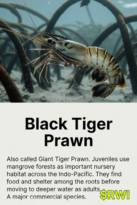 An informational graphic featuring a Black Tiger Prawn (also called Giant Tiger Prawn) in its underwater mangrove habitat, with text noting juveniles use mangroves as nursery habitat across the Indo-Pacific before moving to deeper waters as adults. Marked with '$RWI'.