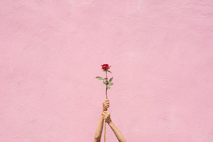 Minimalist image of two hands holding a single red rose against a textured pink wall background.