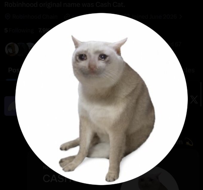 A beige cat with a content expression sits in a circular profile frame, representing the "$CASH CAT" token featured in a post that humorously frames the cat-themed crypto as Robinhood's hidden flagship project, encouraging holders to "hodl" until listing.