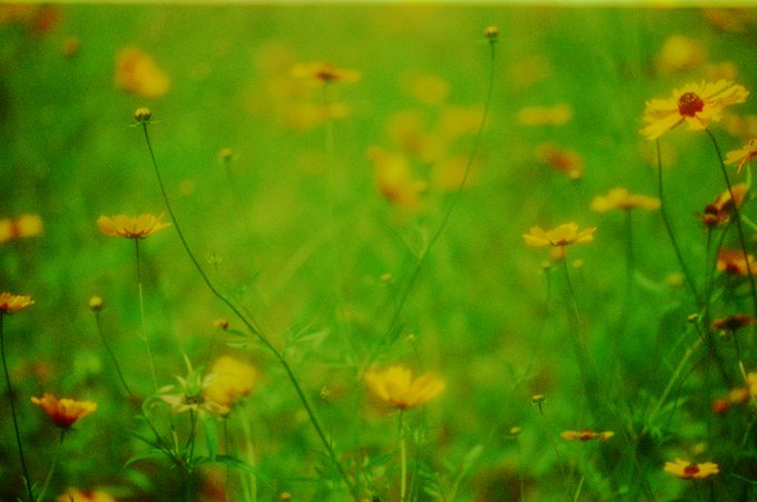 A vibrant field of yellow flowers, likely coreopsis, sways in soft focus against a lush green background, with a few darker centers visible among the delicate blooms. The dreamy, impressionistic image evokes the essence of a gentle spring day, perfectly complementing the serene and nature-inspired theme of the collected digital artwork.