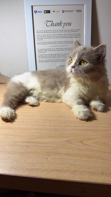 A framed certificate from the Vietnam RWA Summit 2026, recognizing a Strategic Media Partner, is on display next to a fluffy cat. The certificate thanks the recipient for their engagement and contributions to the summit.