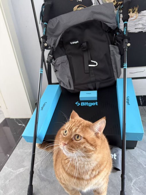 An adorable orange cat sits in front of a black backpack and folded hiking poles resting on a blue "Bitget" 8th anniversary gift box. The image directly complements the post by showcasing the practical hiking gear (backpack and poles) received as the anniversary gift.