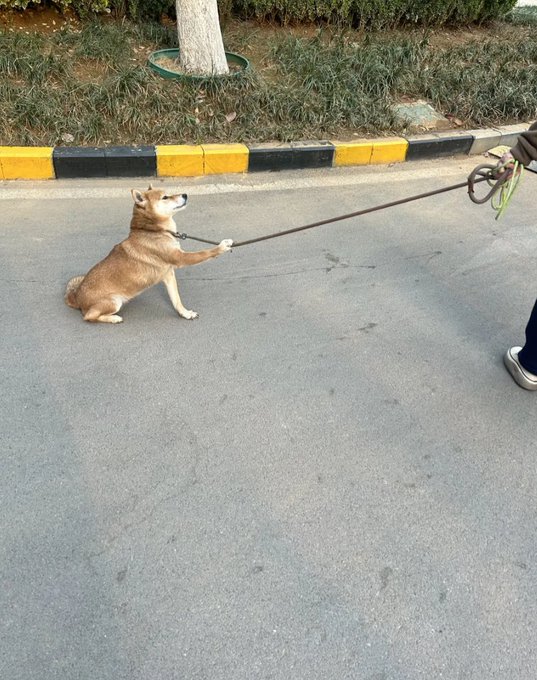 A Shiba Inu dog sitting on a paved road, holding a leash in its mouth that is attached to a person walking ahead.