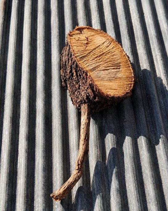 A small piece of wood with a long, curved stem, resembling a mushroom or mallet, resting on a grey corrugated metal surface in sunlight.