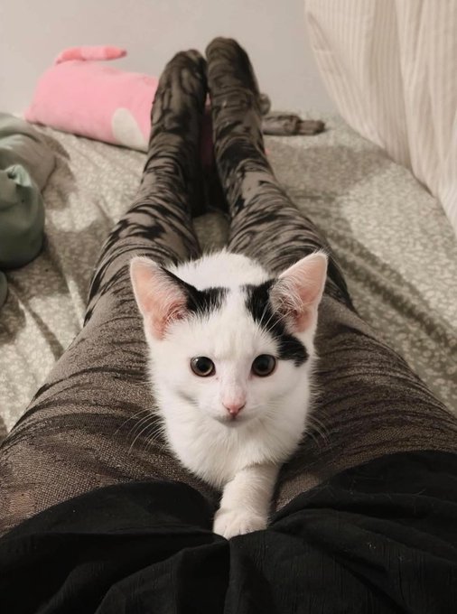 A photo of a small white kitten with black markings on its head resting on a person's lap between their legs, with a pink stuffed toy visible in the background.