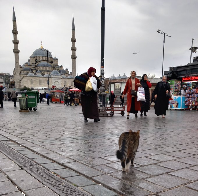 A wet street scene in Istanbul with a cat walking toward the camera in the foreground, people carrying bags in the midground, and the New Mosque (Yeni Cami) visible in the background.
