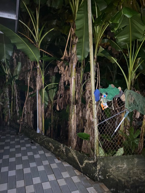 A nighttime photograph showing a row of banana plants with large green leaves growing behind a chain-link fence, with some dried leaves and litter visible, alongside a checkered tile walkway.