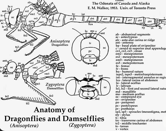 The image shows an anatomy of dragonflies with black and white illustrations. It appears that there are two different types of dragonfly species depicted - a Drosophila (mosquito) and a Zygoptera (fly). The image is labeled as "Anisoptera" and "Damselflies", indicating the type of insects being illustrated. The post also mentions a Qubic, which could be a reference to a specific dragonfly species or an online resource related to dragonfly anatomy.