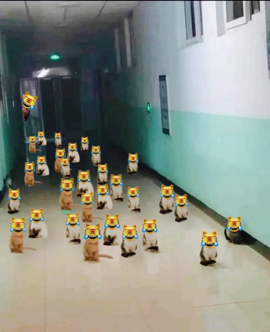 A humorous edited image of a hallway filled with numerous cats sitting in rows, all with crying-face emojis superimposed over their faces.