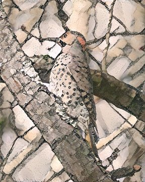 A bird with black and white spotted plumage and an orange-marked head clings to a tree trunk against a background of pale, fractured bark.