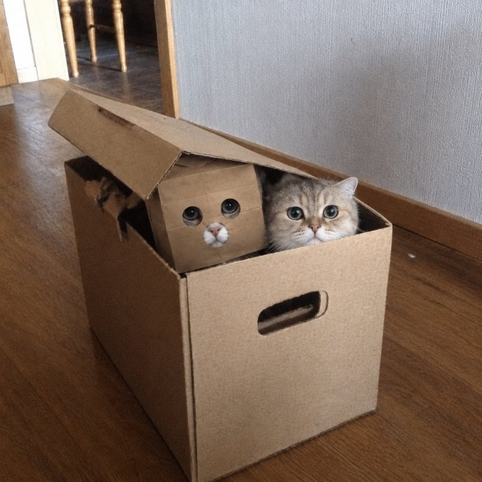 A fluffy gray and white cat sits inside a cardboard box on a wooden floor, accompanied by a small cardboard cutout with drawn-on cat features.