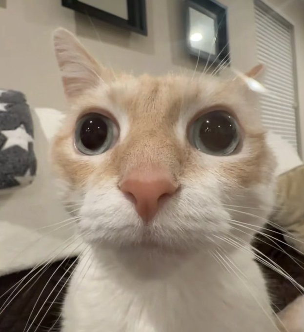 A close-up photograph of a cream-colored cat with large, wide eyes looking directly at the camera.