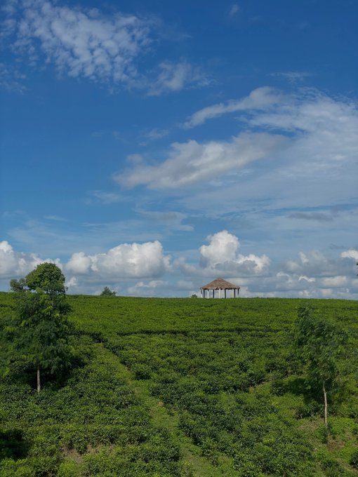A lush green tea plantation under a bright blue sky with scattered white clouds, featuring a small gazebo on a hill in the distance.