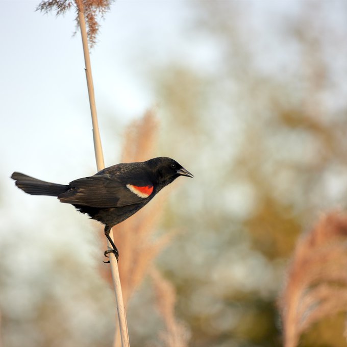 A red-winged blackbird perched on a thin reed, displaying its characteristic black plumage and red-and-yellow shoulder patch against a soft, blurred natural background.