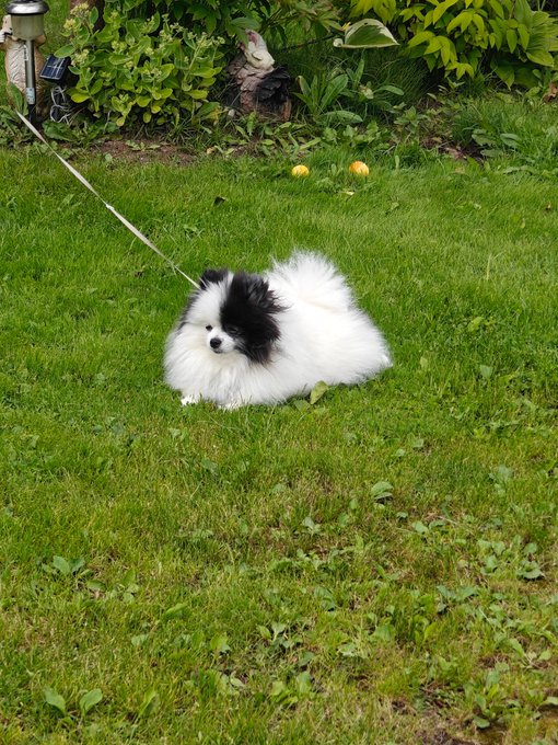 A fluffy black and white dog on a leash resting on a grassy lawn near some tennis balls.