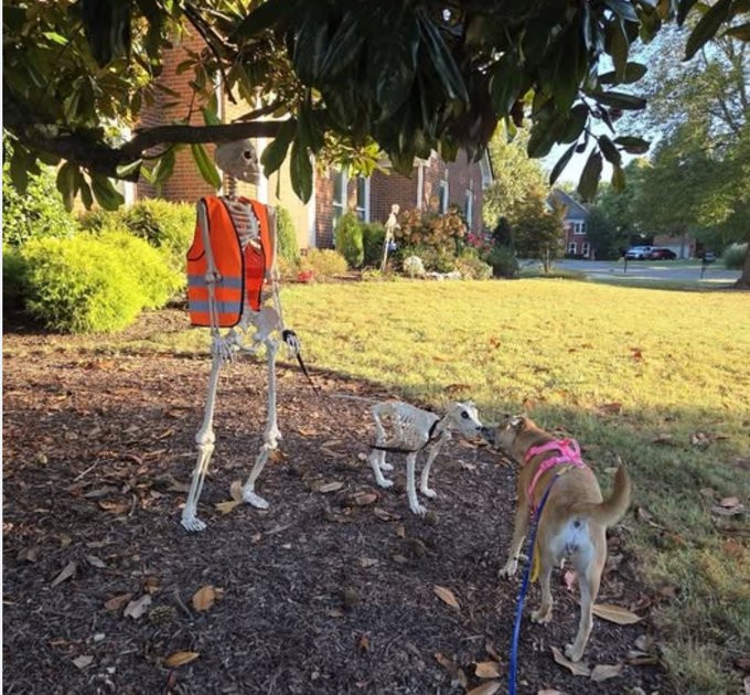 A skeleton wearing an orange construction safety vest stands on a leash in a front yard, accompanied by two dogs, with a residential street visible in the background.