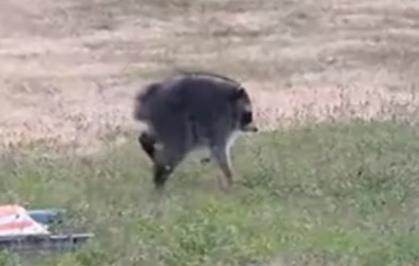 A dog walks across a grassy field in front of a plowed field, with what appears to be a cage or trap in the lower left corner.