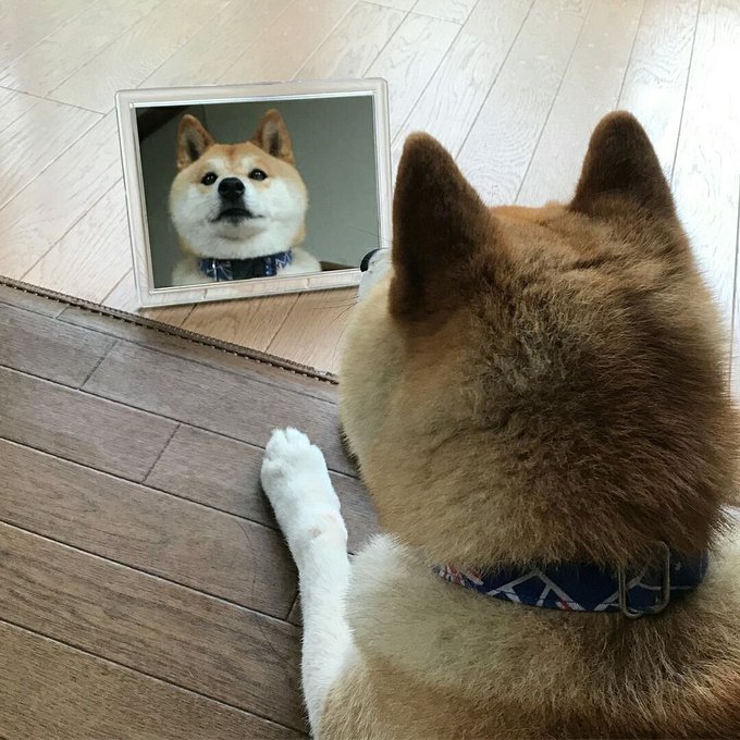 A Shiba Inu dog sits on a wooden floor looking at its own reflection in a mirror propped up in front of it, wearing a patterned collar.
