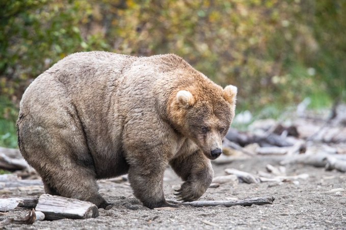 A large brown bear walks across a dirt clearing, presumably heading toward or carrying a backpack, illustrating the humorous "Even bears love @Backpack" caption.