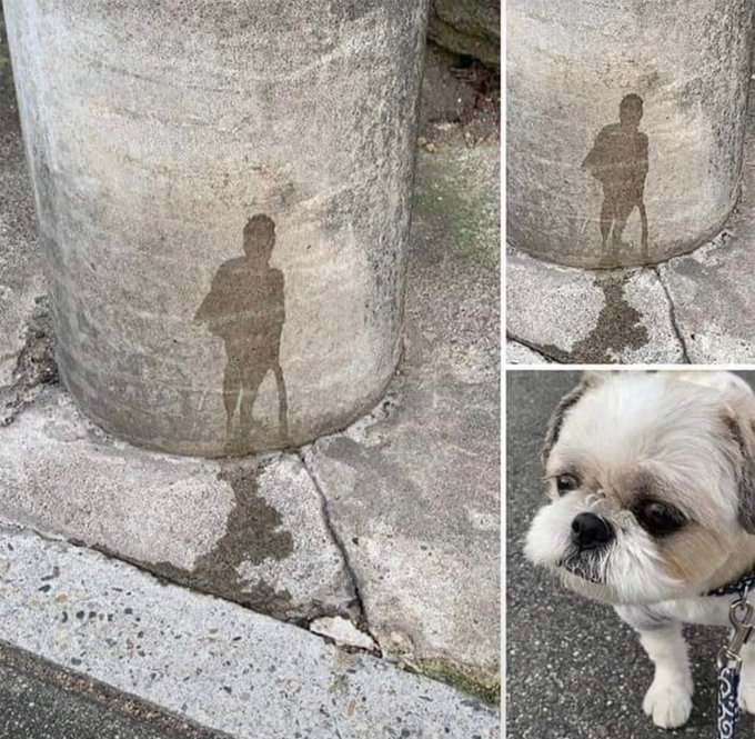 A collage showing a wet silhouette of a small dog on a concrete pillar next to a puddle, alongside photos of the actual Shih Tzu dog that created it.
