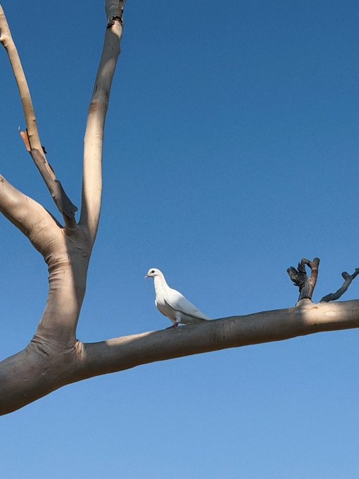 A white pigeon perched on a thick bare tree branch against a clear blue sky.