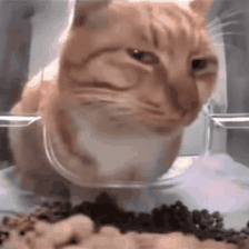 The image shows a sad-looking orange cat sitting behind a glass jar, staring at kibble that's just out of its reach on the table.

The caption humorously illustrates the post about CZ (Changpeng Zhao, former Binance CEO) deleting a post—suggesting he's now in a "sad cat" situation, perhaps regretting or pining over something just out of reach, much like the cat unable to get to its food.