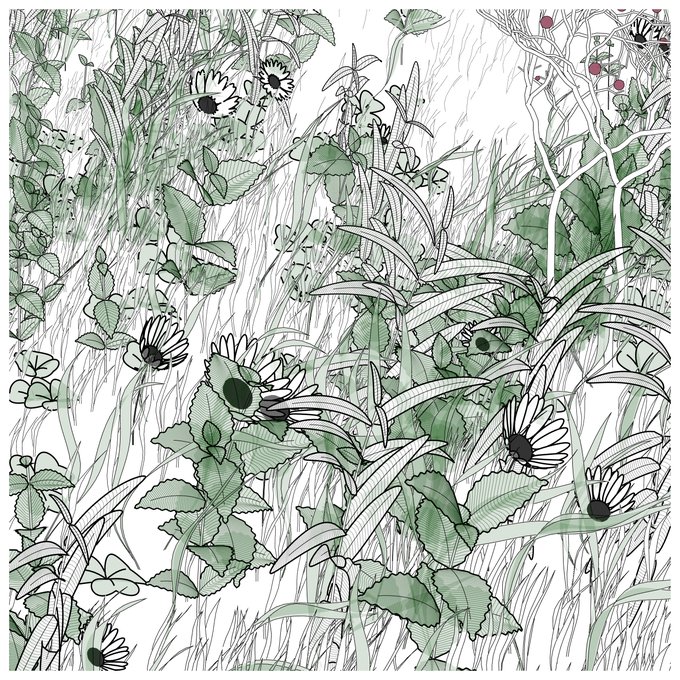 A detailed black-and-white line art illustration of various wild plants and flowers, including daisies, sunflowers, and grasses, overlaid with a translucent green wash.
