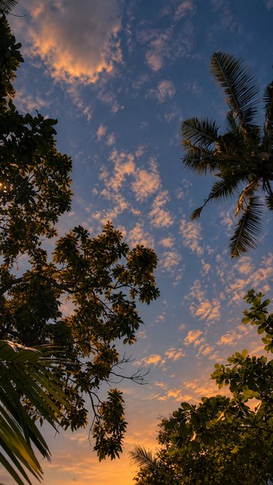 A scenic view looking up at a sky filled with pink and orange clouds at sunset, framed by the silhouettes of tropical palm trees and leafy branches.
