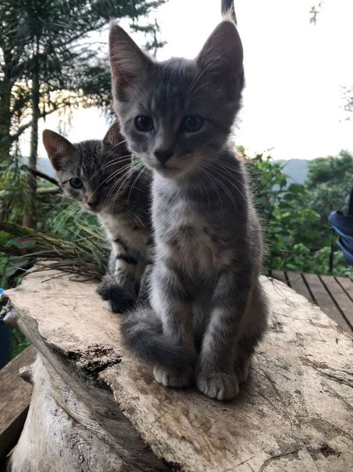 Two gray tabby kittens sit on a wooden log outdoors, with green trees visible in the background.