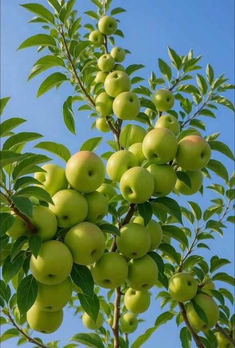 Clusters of green fruits resembling crabapples or jujubes hang heavily from leafy branches against a clear blue sky, symbolizing growth, abundance, and the fruits of consistent effort—mirroring the post's message about steady progress and the rewards of long-term participation in $RIVER.