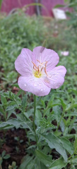 A pink wildflower with delicate water droplets on its petals and prominent stamens stands in a lush green garden, embodying the fresh, natural beauty of a new day.

The blooming flower with fresh morning dew visually reinforces the "Good morning" greeting, symbolizing growth and trustworthiness—much like the reputation layer Nomisma Network aims to cultivate in the Web3 space.