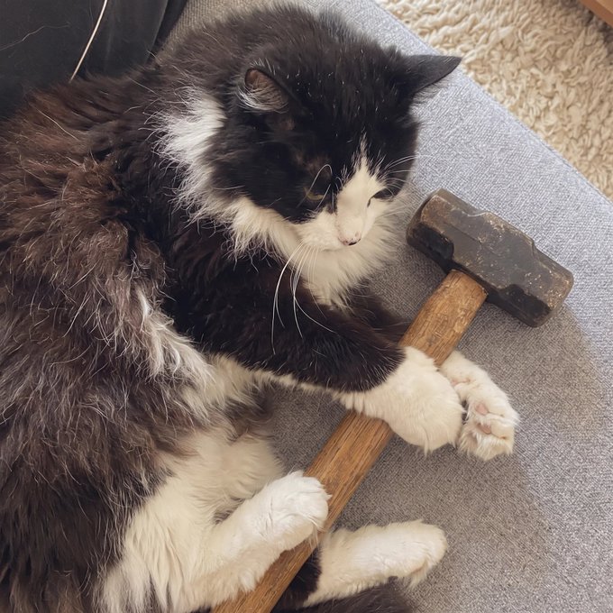 A black and white fluffy cat lying on a gray couch hugging a small wooden-handled hammer between its paws.