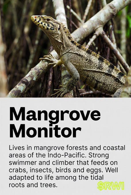 An informational graphic featuring a photo of a lizard on branches with the text 'Mangrove Monitor' and a description of its habitat and diet in the Indo-Pacific.