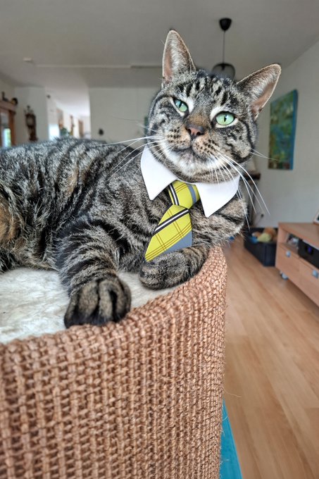 A tabby cat with green eyes wearing a white collar and yellow/blue striped necktie, lounging on top of a woven scratching post in a living room.