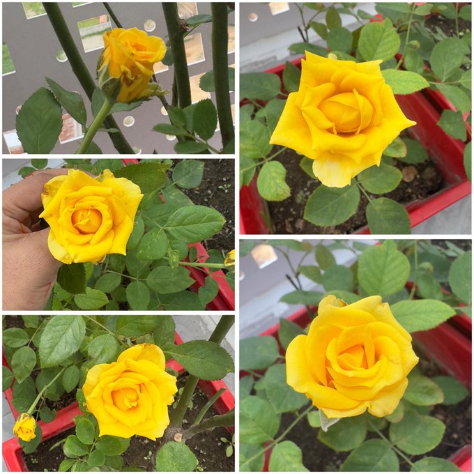 A collage of vibrant yellow roses blooming in a red planter, showcasing the beauty of growth and potential—fitting symbolism for the post highlighting NomismaNetwork's new AI-first Layer 1 blockchain and partner projects like Tria, CNPY Network, and Nucleus Codes.