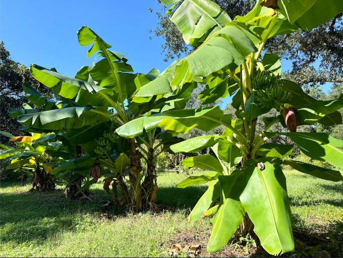 Banana trees with bunches of green, unripe bananas growing in a sunlit grassy field under a clear blue sky.