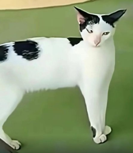 A black and white cat stands on a green surface, looking directly at the camera.