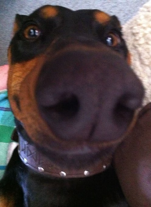 A close-up photo of a Doberman dog's face, wearing a studded collar, looking directly at the camera.