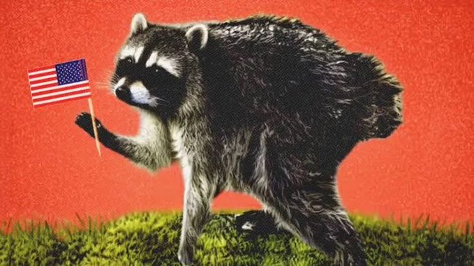A retro-style illustration of a raccoon standing on green grass against a red background, holding a small American flag in its paw.