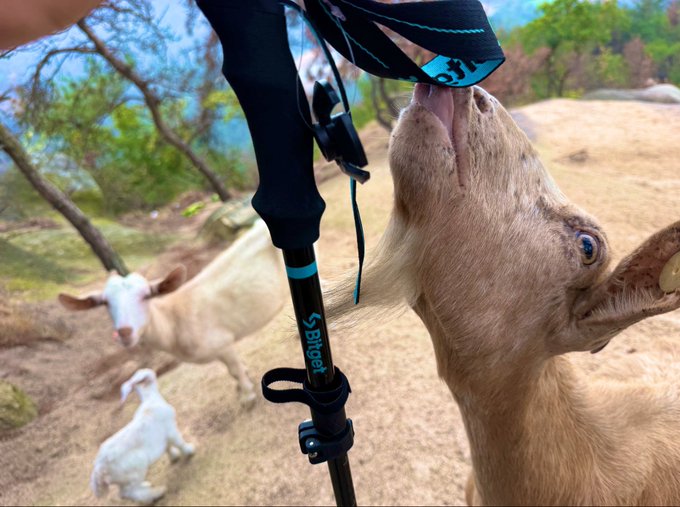 A close-up shows a light brown goat with its tongue extended, appearing to lick the handle of a black Bitvolt walking pole, while another goat and a baby goat are visible in the background.