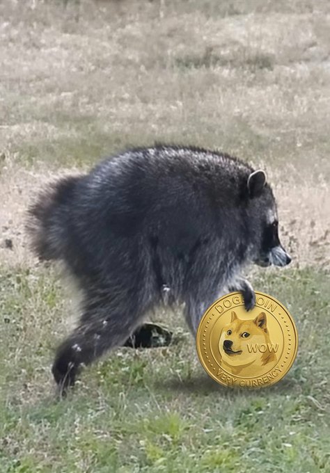 A black bear walks through a grassy field while a gold Dogecoin overlay (reading "DOG COIN 2017 WOW VERY CURRENCY") has been humorously edited to appear as if it's standing on its hind legs, fitting the playful caption "Jimothy likes the coin."
