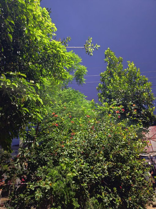 A lush garden scene with green leafy plants and small red flowers photographed at night against a dark blue sky, with power lines visible in the background.