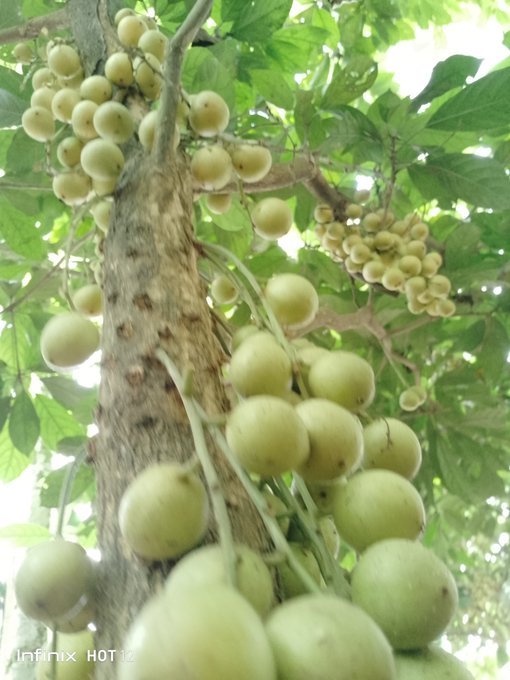 A photograph taken on an Infinix HOT phone showing clusters of round, pale green fruits growing directly on the trunk and branches of a tree with green foliage.