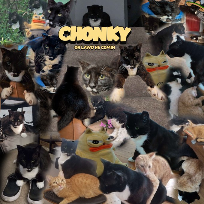 A collage image featuring numerous photographs of tuxedo (black and white) cats in various poses, overlaid with the text 'CHONKY OH LAWD HE COMIN' and including a Pepe the Frog plush toy among the cats.