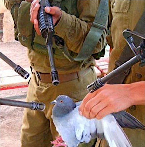 The image depicts a pigeon being held by a hand with several rifle barrels pointed at it, symbolizing the user's "PIGEON" name and their high-stakes bet of reaching a 1M market cap in 24 hours.