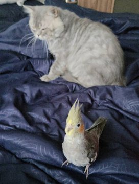 A gray cat sits on a dark blue patterned blanket while a cockatiel with a yellow crest stands in the foreground.