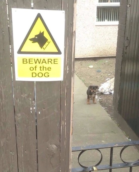 A small, seemingly harmless dog standing in a pathway next to a wooden gate displaying a large yellow 'BEWARE of the DOG' sign, creating an ironic contrast.